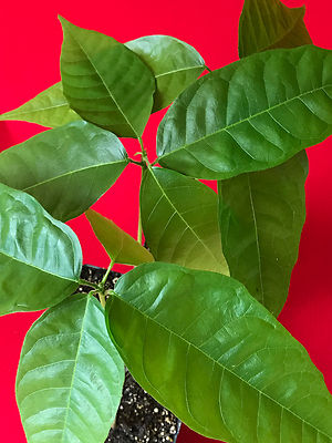 Yellow Theobroma Cacao Cocoa Chocolate Tropical Fruit Tree
