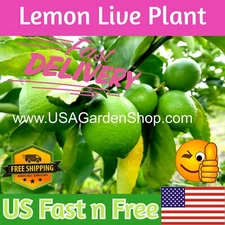 Cay Chanh Citrus LIME LEMON Tree plant ning meng 拧檬 เลมอน 레몬 レモン 8-12"  plants
