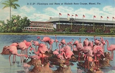Hialeah, Florida Postcard Flamingo Nests Race Course  PM 1948      M1