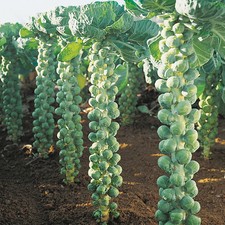 500 LONG ISLAND IMPROVED BRUSSELS SPROUTS SEEDS ~ 2026 ~ heirloomseedguy ~ USA