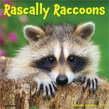 Rascally Raccoons 2026 12 X 12 Wall Calendar (Bookbook - Detail Unspecified)