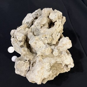 Ancient 9.2 Lbs Of Fossilized Coral 😱 Found on 22Acres in Bruno Arkansas Rare!