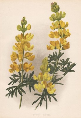 Lupinus arboreus Tree Lupin Lupine Amerika flower botanical Litho Robinson 1895
