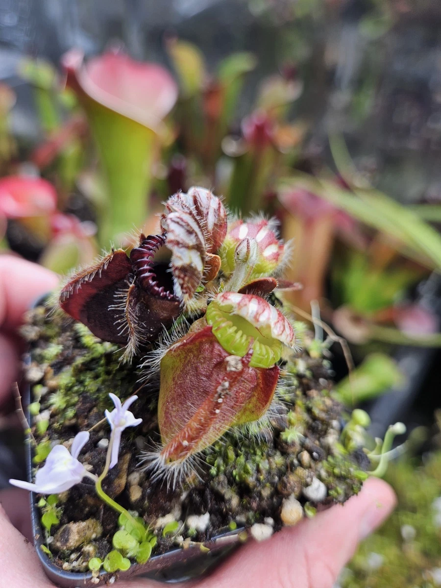 チベCephalotus ビッグマウス Cephalotus Big Boy その他観葉植物