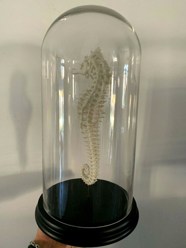 Oddities / Cabinet de curiosités / globe squelette hippocampe seahorse - Foto 2 di 2