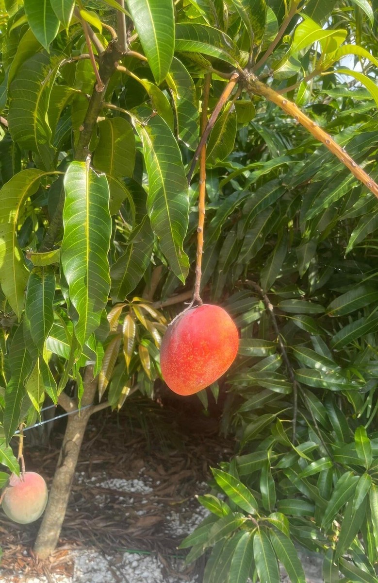 JUICY PEACH Grafted Rare MANGO Tree 3Gal Pot Ready To Fruit