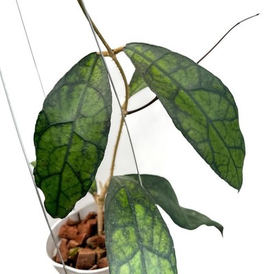 Hoya Clemensiorum Jungle Plant