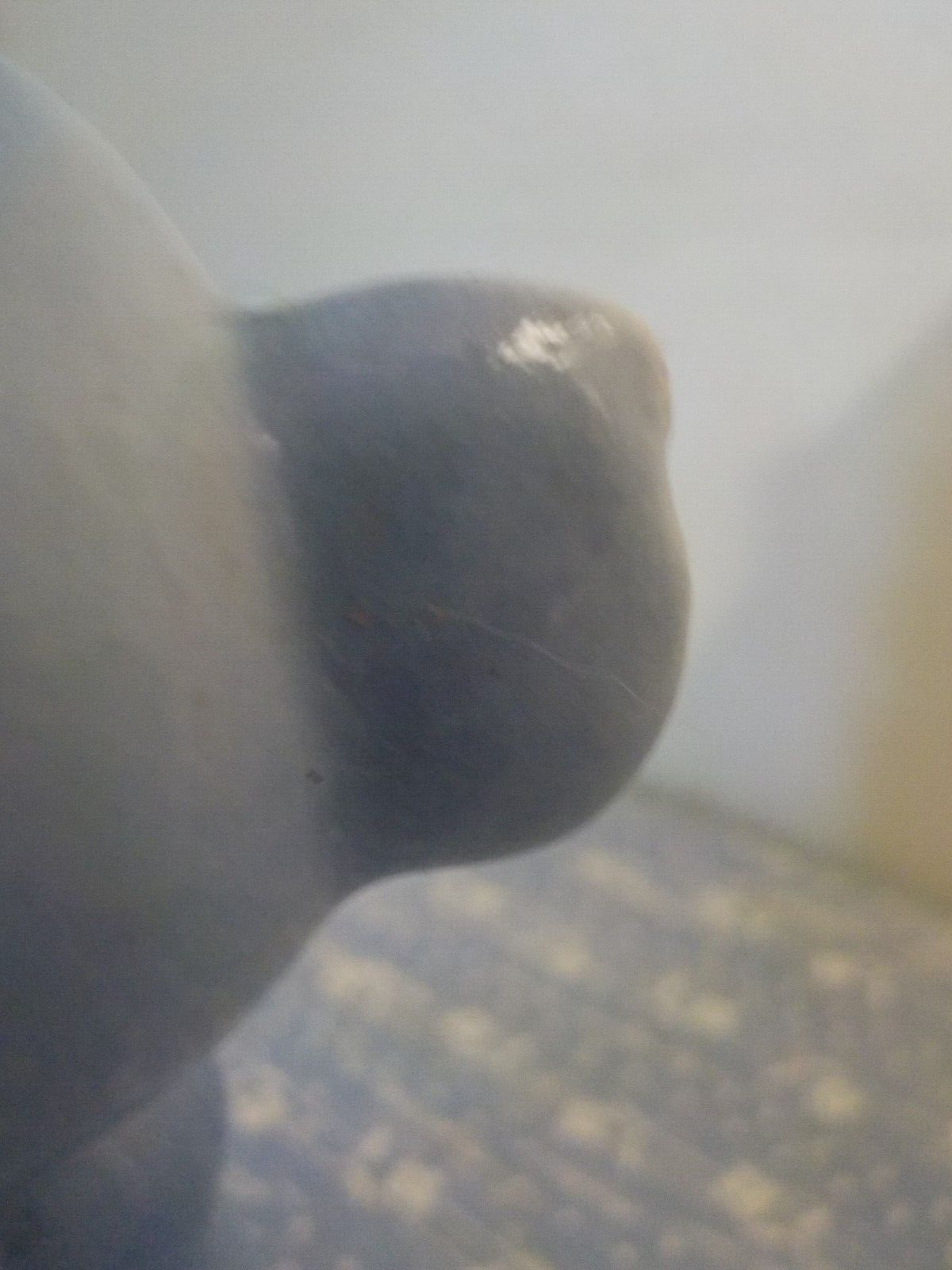 Picture 8 of 12