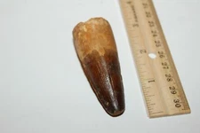 Spinosaurus 2 1/2" Tooth Dinosaur Fossil before T Rex Cretaceous Snt73