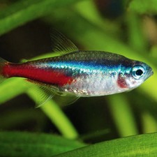 Neon Tetra Fish Paracheirodon innesi   Nano Freshwater Aquarium Fish