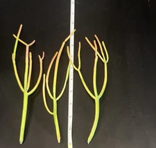 FIRE STICK Plant Euphorbia Tirucalli PENCIL CACTUS Succulent - FRESH CUTTINGS! 