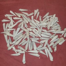 120 Auger Spiral Shaped Sea Shells 1" - 2"