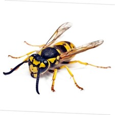 2PCS Insect Crack Car Stickers Cute 3D Wasp Decal Insect Crack Car Stickers D