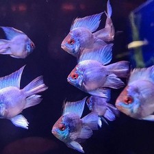 2-Pack Blue Balloon Rams Live Dwarf Cichlids Peaceful Colorful Aquarium Fi