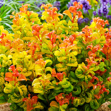 Leucothoe axillaris Outdoor Evergreen Shrub Garden Ready Plants in Plant Pot