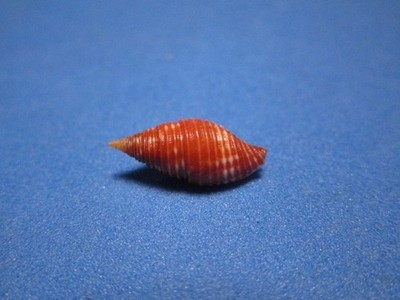 Mitra connectens (Dautzenberg & Bouge, 1923) ''HAWAIIAN ISLANDS!'' (16.9mm)