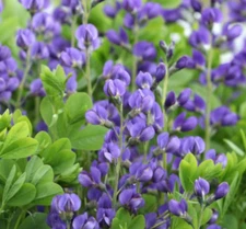 BAPTISIA Wild Indigo Blue Flowers Butterfly Host Plant Perennial NonGMO 50 Seeds