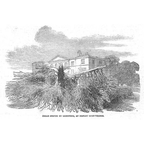 HENLEY ON THAMES Cedar Tree Stuck by Lightning - Antique Print 1852