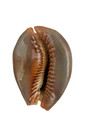 Cowrie natural sea shells — photo 5