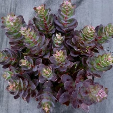 sedum CONGA LINE succulent easy drought tolerant 2.5" pot = 1 Live Potted Plant