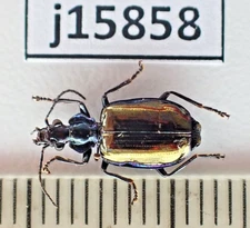 j15858. Insects, butterflies: Carabidae sp. South Vietnam. Bao Loc