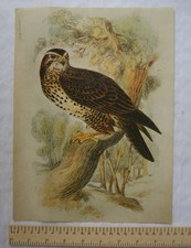 Vogeldrucke aus der Vergangenheit Nr. 2 - Bussard