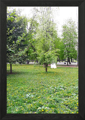 Junge Bäume im April Gerahmtes Wandbild Poster Leinwandbild Bild