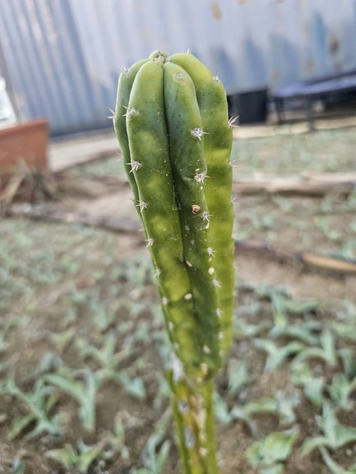 Green Columnar cactus, 8" + branch - Image 3 of 4