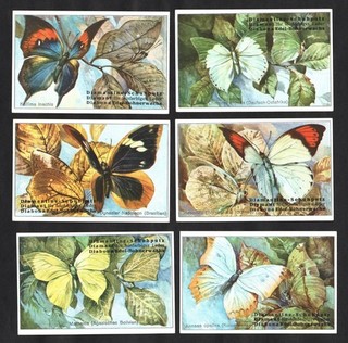 Exotic Butterflies Rare Diamantine German Trade Card Set 1920s Insects Papillon