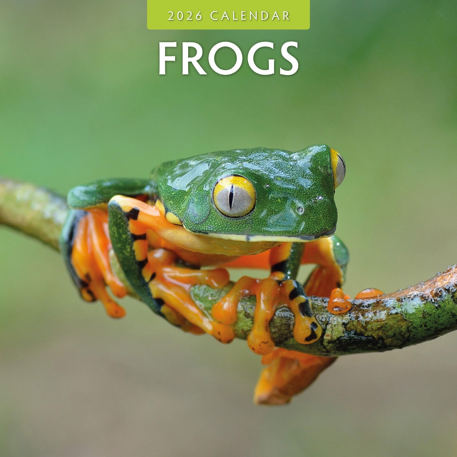 Frogs 2026 Square Wall Calendar