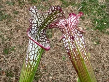 SARRACENIA LEUCOPHYLLA “MILTON, SANTA ROSA CO, FL”. FALL DIVISION SALE. XLARGE.
