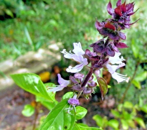 Plus de 600 GRAINES DE BASILIC MEXICAIN RARE HERBE DE PRINTEMPS JARDIN MOUSTIQUE INSECTIFUGE ÉTATS-UNIS - Photo 1 sur 3