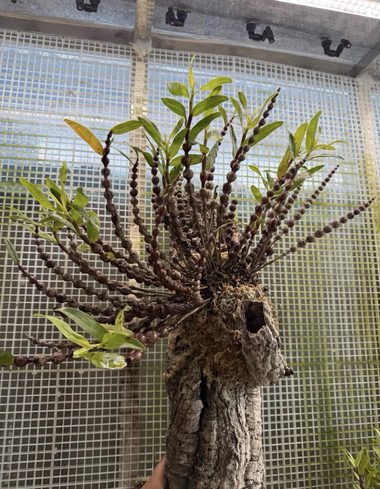 Dendrobium rindjaniense J.J.Sm Rare Indonesian Species Orchid Blooming Size
Opens in a new window or