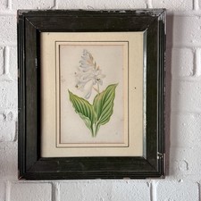 Antique Botanical Print 1872 Hosta Funkia Undulata Framed Victorian Art