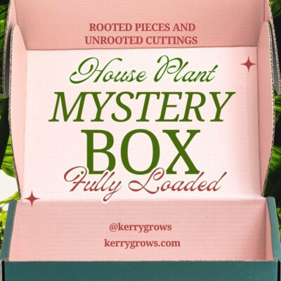 #ad 12 Cuttings Rooted amp; Unrooted House Plant Pieces Only Box U Need Fast Shipping $46.99