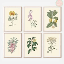 Set of 6 Antique Repro Flower ART PRINTS Picture Home Gallery Wall - A4