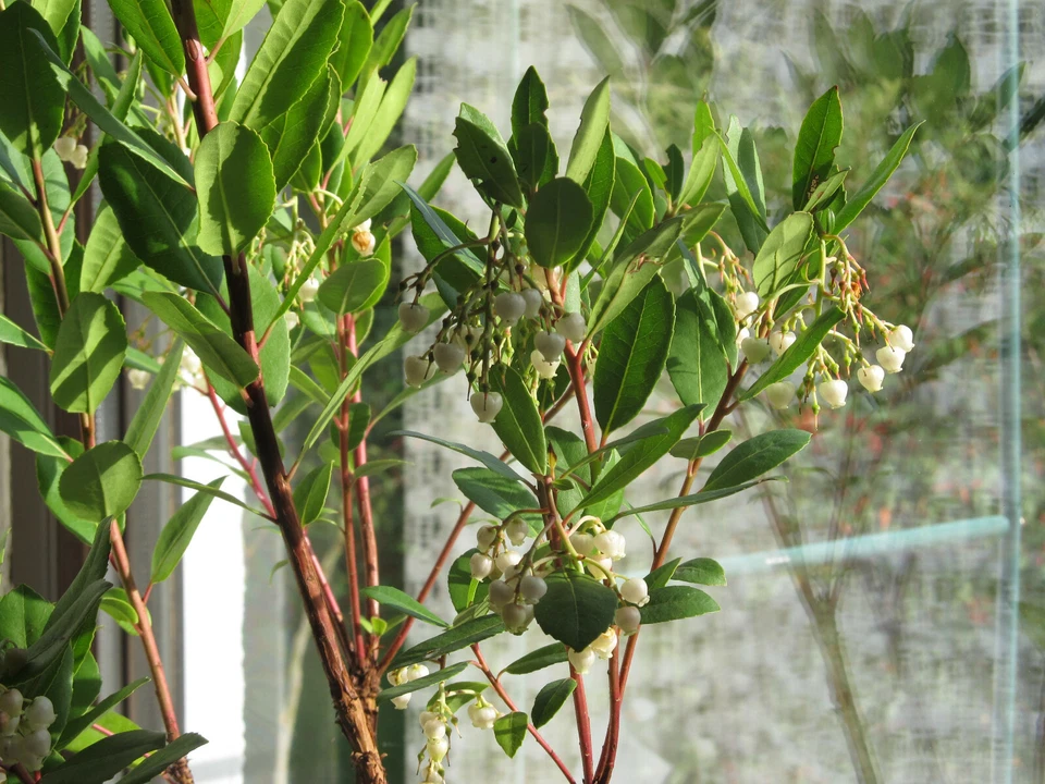 2 winterharte Erdbeerbäume schnellwüchsige exotische Pflanzen für den Garten