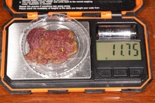 10 grams Live Tubifex Worms