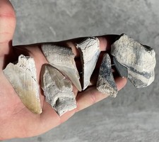 Megalodonte denti di squalo fossili parziali Florida