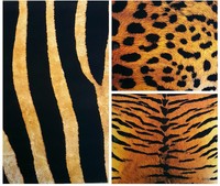 Two Pocket Folders Animal Skin Texture Case Pack 50-1988880 on sale Two Pocket Folders Animal Skin Texture Case Pack 50-1988880 on sale