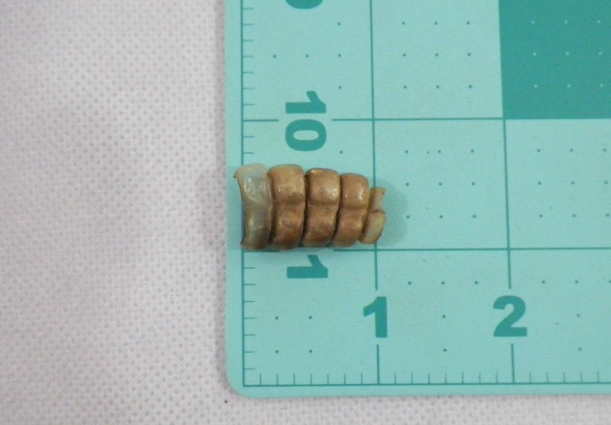 Rattlesnake Rattle (1115) Snake Tail Guitar Good Luck Charm, Crafts