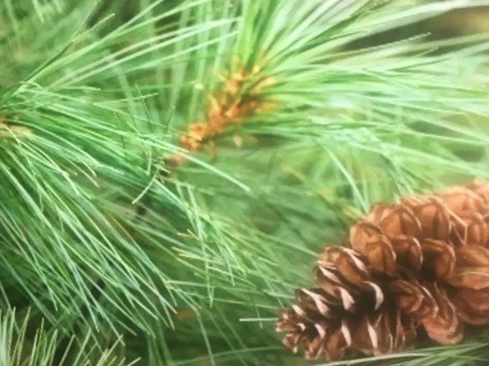 Qty-20 Georgia Christmas Tree Eastern White Pine Evergreen 10"-12"  Seedlings - Image 4 of 4