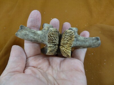 G473-20) vert section vertebrae Gator ALLIGATOR bone I love