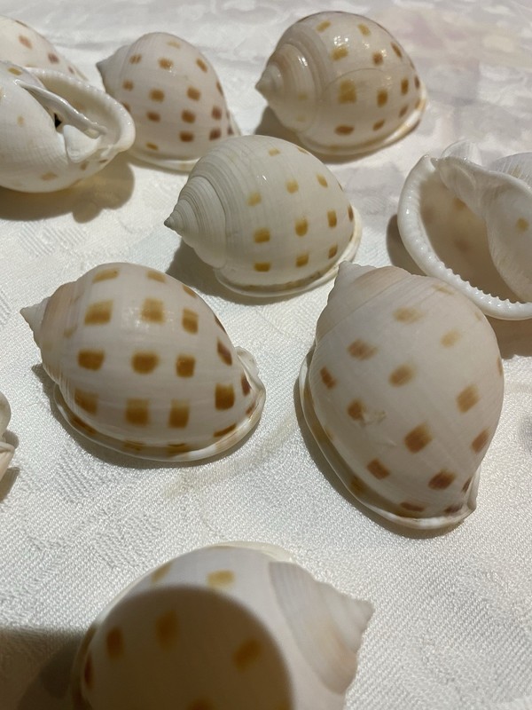 Set Of 10 Japanese Bonnet Sea Shells.  Approximately  1.5 To  1.75”.