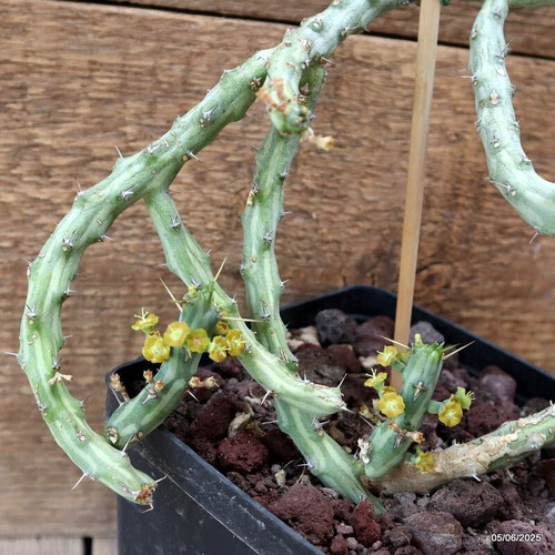 D4455 EUPHORBIA BALLYANA pot14-H19-W27 cm MaMa Cactus - Picture 2 of 4