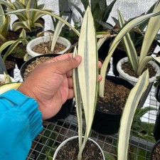 Real Pict Sansevieria Beauty Queen Rare Uniqe Snake Plant
