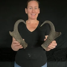 Antelope caps Antler Taxidermy Home decor Dog chews 344