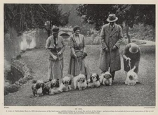 Lhasa Apso "Family" - 1934 Vintage Antique Dog Art "Photo" Print - CUSTOM MATTED