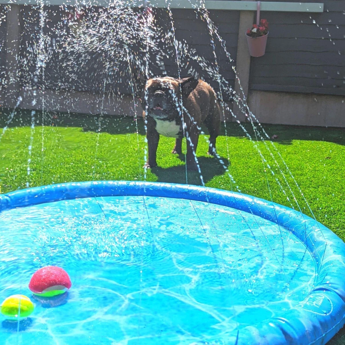 Cool pup splash hotsell about dog pool