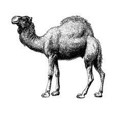 temporary tattoo - Set of two wrist size Camel approx. 1.5" each  